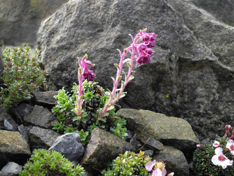 Saxifraga federici-augusti ssp grisebachii 'Wisley' 